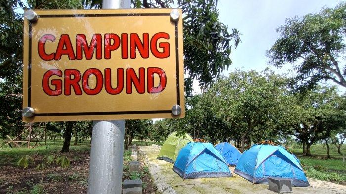 Indramayu Bakal Punya Tempat Camping Ground, Tawarkan Sensasi Kemah di Tengah Kebun Mangga