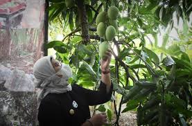 Potensi Agrowisata Mangga